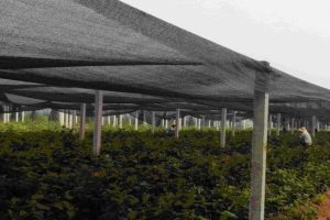 shade net