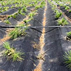 weed mat