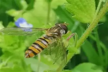 bees
