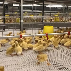 Plastic Poultry Breeding Mat
