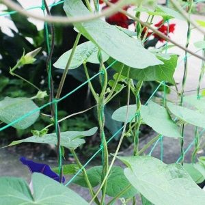 Trellis netting