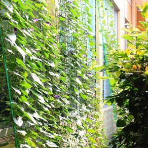 Trellis netting