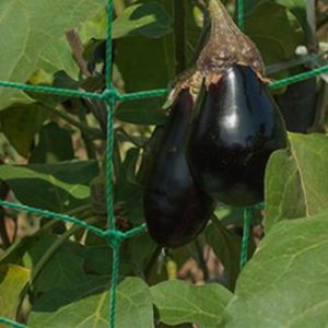 Trellis netting
