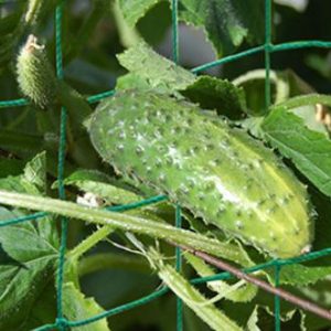Trellis netting