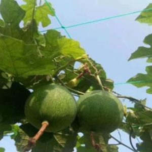 Trellis netting