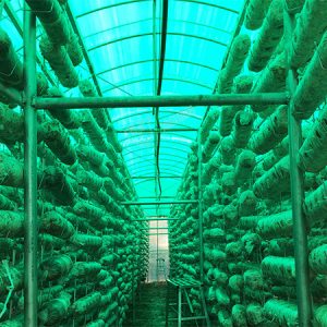 Mushroom specific green and white functional greenhouse film