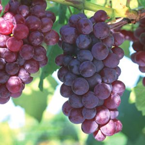 Grape Specific Multi-Functional Greenhouse Film