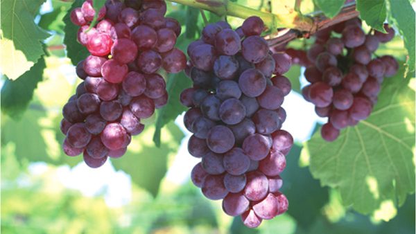 Grape Specific Multi-Functional Greenhouse Film