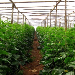 Cucumber Specific Multi-Functional Greenhouse Film