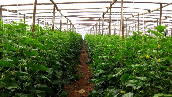 Cucumber Specific Multi-Functional Greenhouse Film