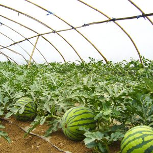 Watermelon Specific Multi-Functional Greenhouse Film