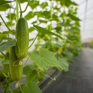 PE Long-Lived Dripping Non-Fog Greenhouse Film