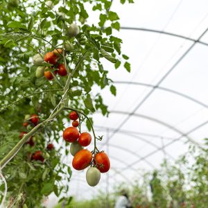 Metallocene High-Intensity Long-lived Multi-Functional Greenhouse Film