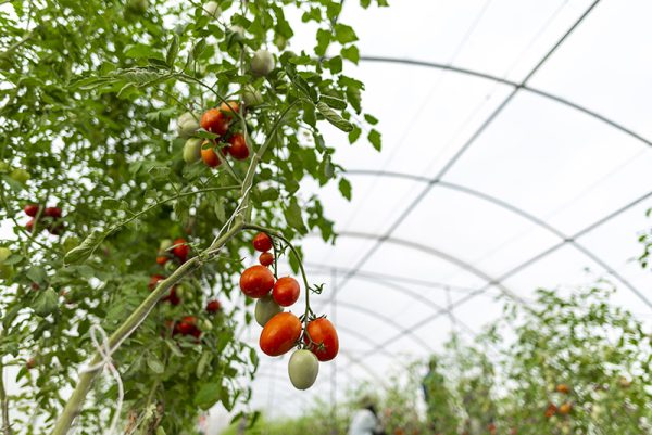 Metallocene High-Intensity Long-lived Multi-Functional Greenhouse Film