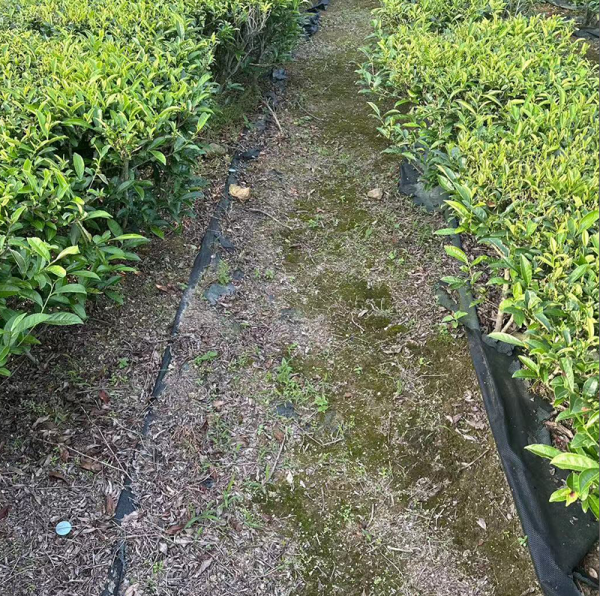 PLA Degradable Nonwoven Ground Cover - 图片 4