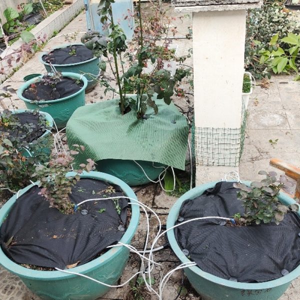 PLA Round Degradable Nonwoven Ground Cover - 图片 3