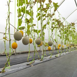 EVA Multi-Functional Greenhouse Film