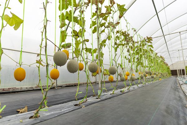 EVA Multi-Functional Greenhouse Film