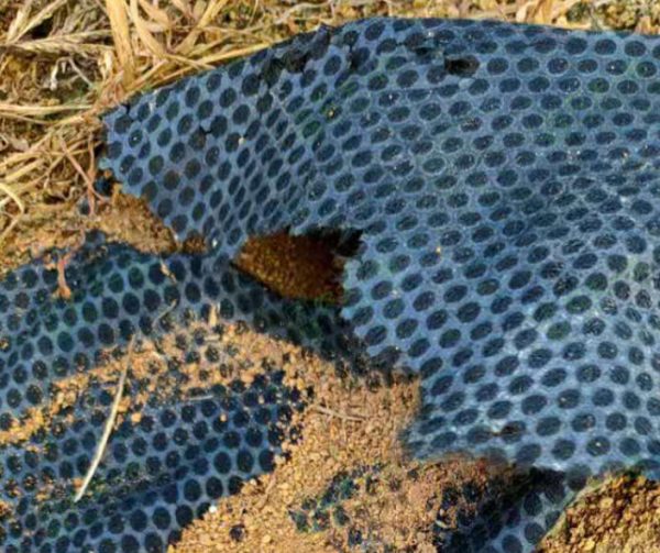 PLA Degradable Nonwoven Ground Cover - 图片 5