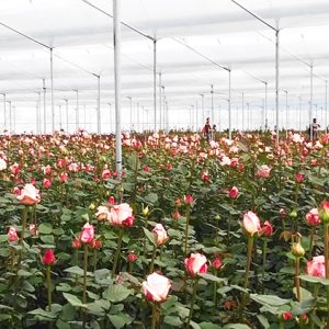 High Light Transmittance Astigmatic Functional Greenhouse Film